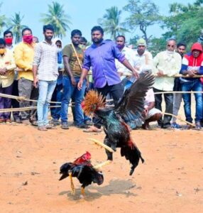 సాంప్రదాయ ముసుగులో కోడి పందాలు- జూదం.